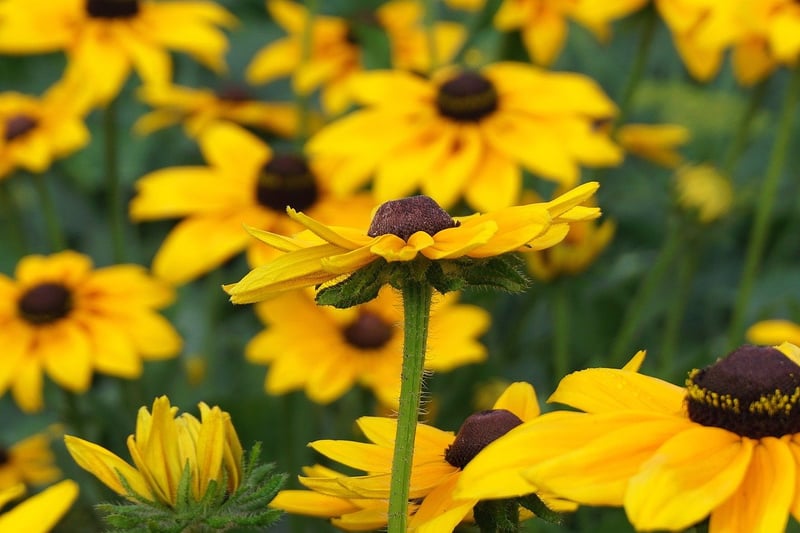 Echinacea