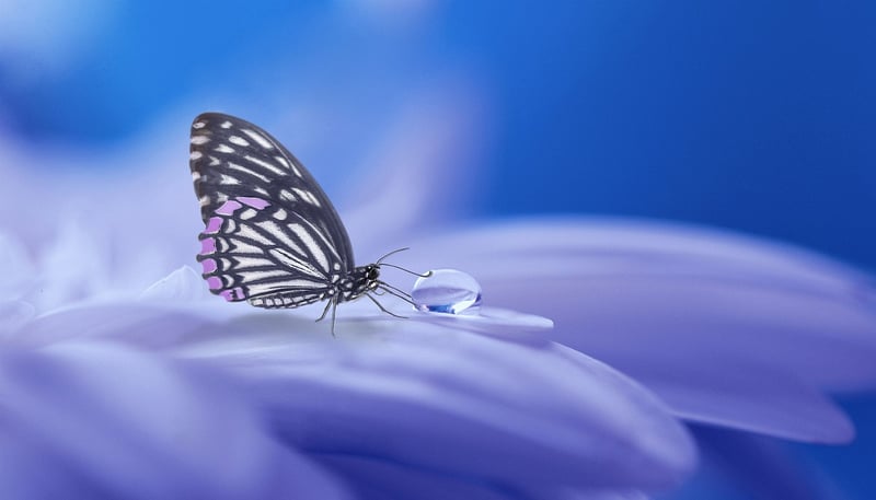 Enchanted flora