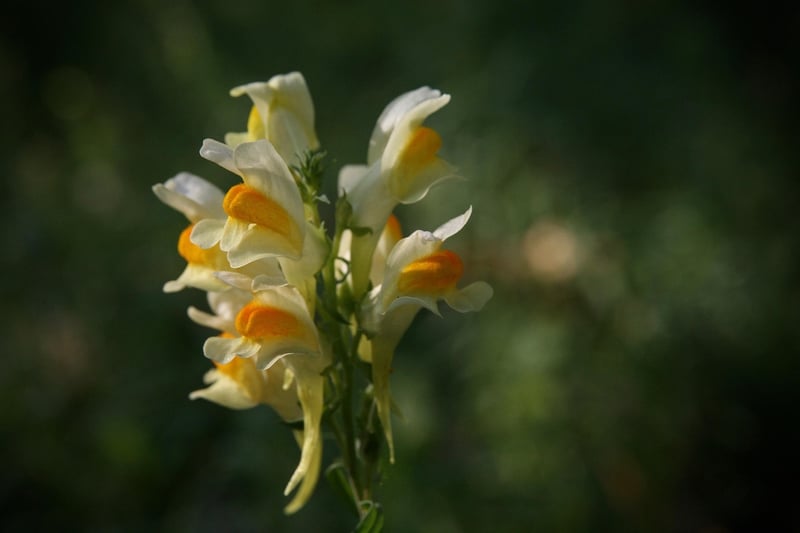 Snapdragon
